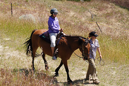 Okanagan Stable's miniature horses are great for toddlers and young children